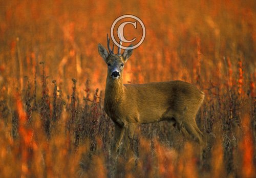 Roe Deer Buck DM0697